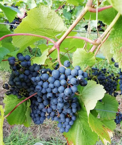 Purple grapes on a vine