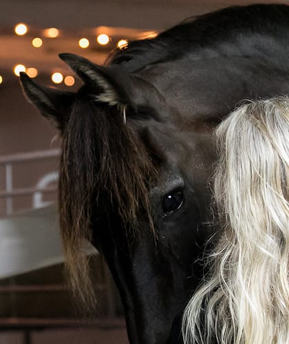 Women grooming the side of a black horse's neck